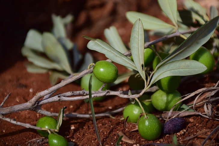 oljke, zelena, zelene olive, sredozemski, narave, plodove, sveže Olive