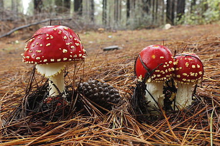 fungus, forest, mushroom, nature, wild, natural, autumn
