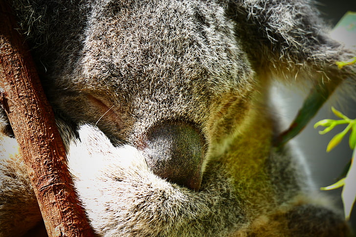 koala, Australia, Manis, hewan, pohon, satwa liar, alam