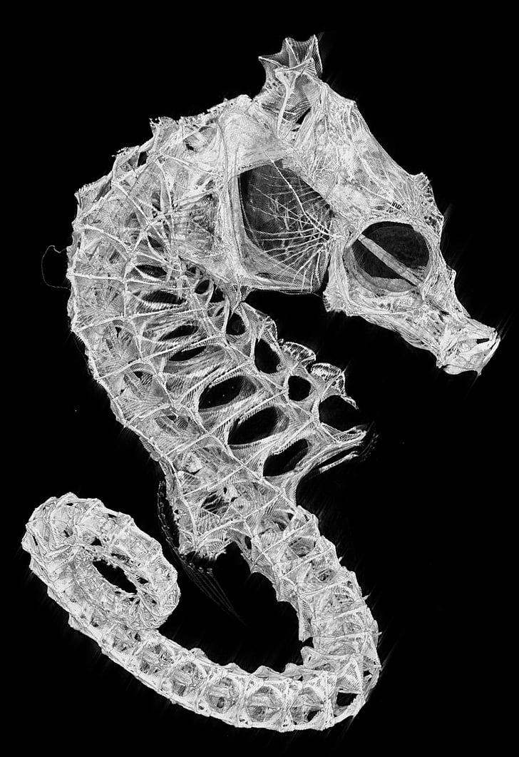 seahorse, skeleton, biology, fish