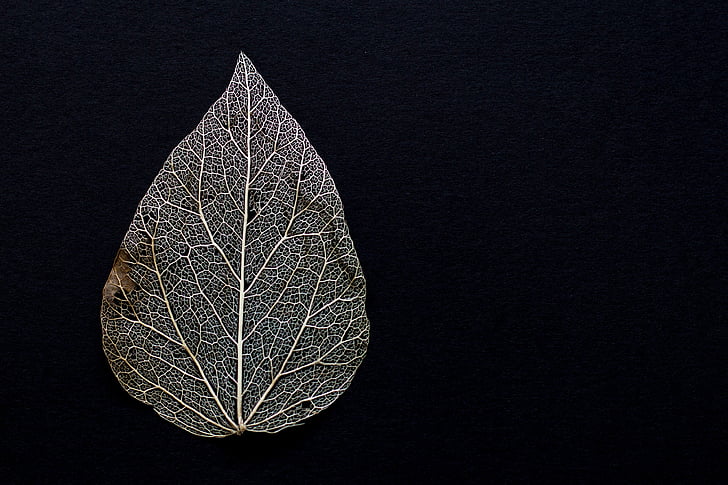 Leaf, nokaltuši, sausais, zaļumi, lapu, atstāj, tekstūra, nepastāvība