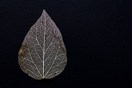 Leaf, uschnuté, suché, zeleň lístia, listy, textúra, pominuteľnosti
