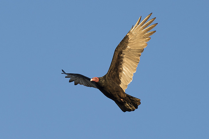 turkey vulture, bird, wildlife, nature, flying, scavenger, buzzard
