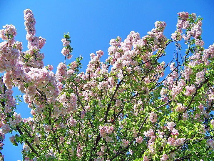 blossoms, spring, flowers, blue, sky, pink, bloom