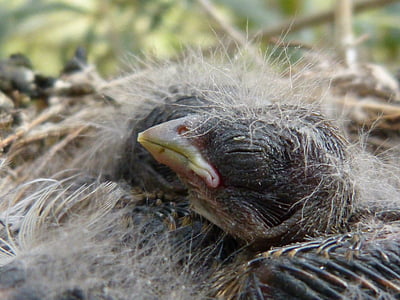 chick, bird, breeding, nest