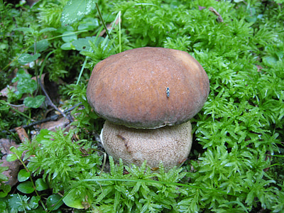 mushroom, forest, nature, white mushroom, food, fungus, moss