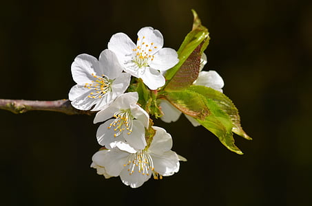 õis, Bloom, suvel, Apple blossom, kevadel