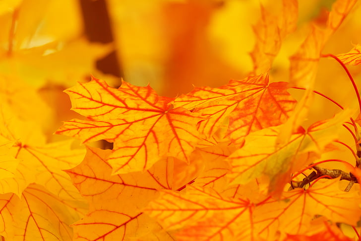 Есенни листа, мъгла, едър план, листа, макрос, кленови листа, Есен