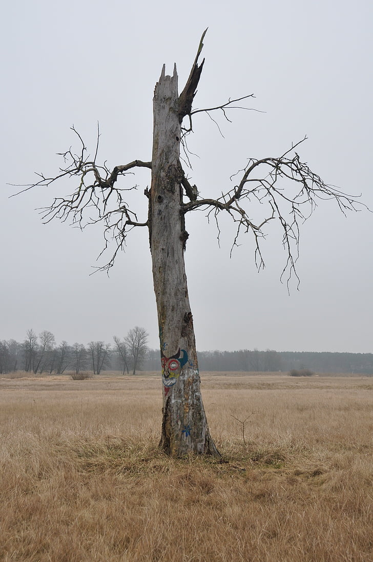 δέντρο, φύση, ο φόβος, μοναξιά, το φάντασμα, μαραμένο δένδρο