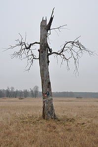 árvore, natureza, o medo, solidão, o fantasma, árvore murcha