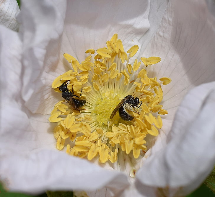 hvepse i rose, hveps, scolia wasp, bestøver, insekt, dyr, blomst
