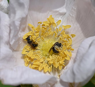 wasps in rose, wasp, scolia wasp, pollinator, insect, animal, flower