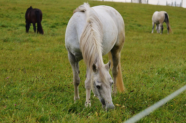 kuda, cetakan, hewan, naik, padang rumput, merumput, kuda putih