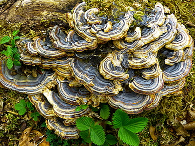 gljiva, stablo gljiva, od algi, leptir tramete, Trametes versicolor, šareni tramete, leptir ovinus