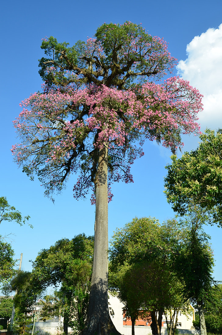 Paineira fioritura, Ceiba speciosa, Curitiba, Paraná