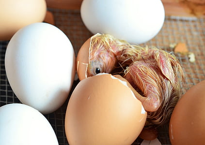 anak ayam, Hatch, telur, ayam, kulit telur, unggas, menetas