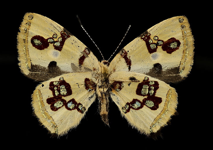 borboleta de Bling, macro, inseto, close-up, parte inferior, natureza, vida selvagem
