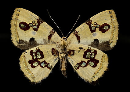 Бабочка Bling, макрос, насекомое, крупным планом, Нижняя сторона, Природа, Дикая природа