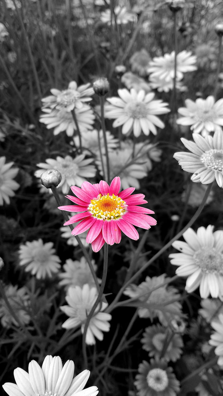 花, 花, ローザ, 花粉, 色, bw, ピンク