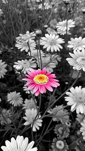 bunga, bunga, Rosa, serbuk sari, warna, BW, merah muda