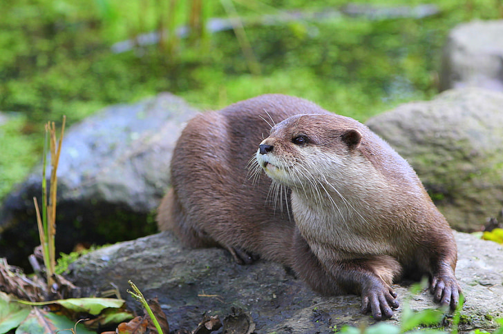 sun, nature, water, close up, otter, animal, rest