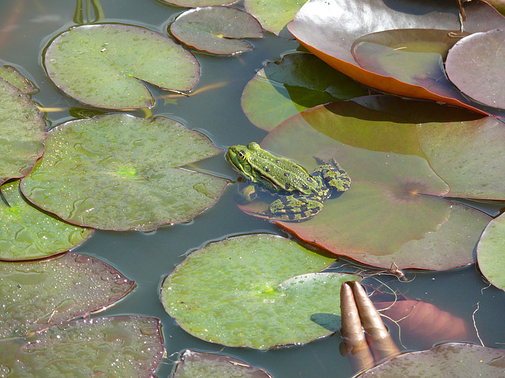 frog, pond, green, animal, swimming