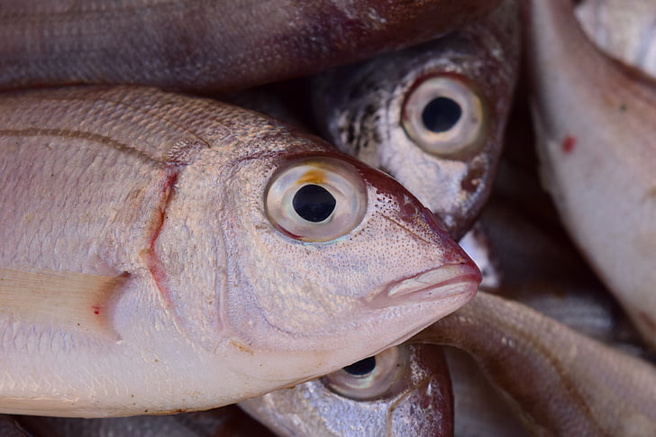 peixe, Frisch, mercado de peixe, mercado, comida, pesca, mar