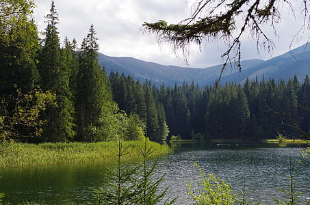 Claro, Lago, água, Eslováquia, příroda, montanhas, florestas