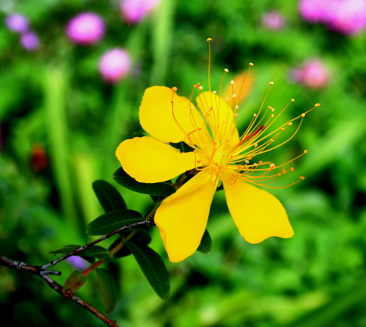 hypericum dzeltenu ziedu, puķe, dzeltena, gards, divšķautņu asinszāle, herb, zāļu