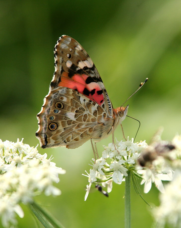 butterfly, flower, summer, forage, insect, garden, plant