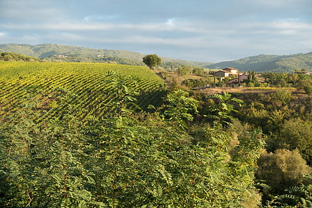 viticultura, vinhedo, videira, inclinação, colina, natureza, Outono