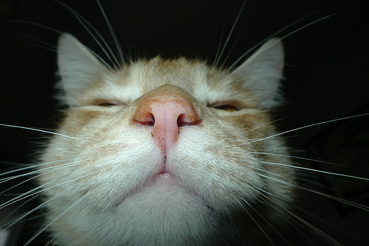 macska, cica, a fejét a, bájos, PET, Cat szeme, lustaság