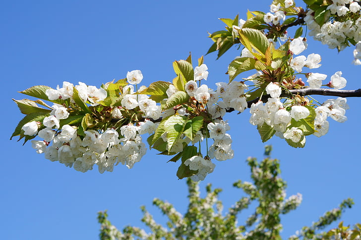 cherry blossom, tree, spring, flowering trees, white, garden, flowers