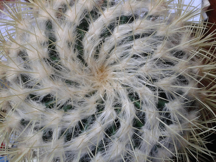 cactus, estructura, espiral