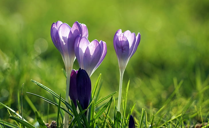 safrà, porpra, primavera, flors de primavera, primer bloomer, violeta, safrà de primavera