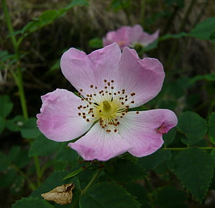 bloem, steeg, Wildrose, roze bloemen, natuur, plant, Petal