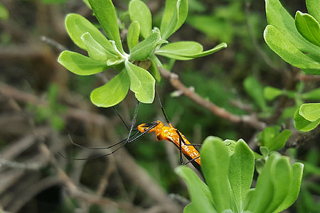 bug δολοφόνος Νύμφη, Νύμφη, έντομο, κυνήγι, κοντινό πλάνο, φθάνοντας, αναρρίχηση