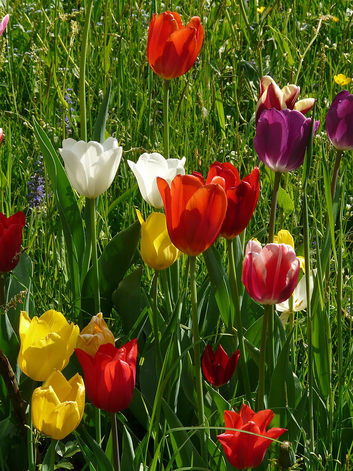 tulipani, šarene, boja, proljeće, svjetlo, cvatu