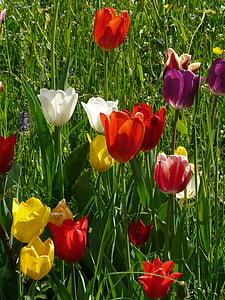 tulipanes, colorido, Color, primavera, luz, floración
