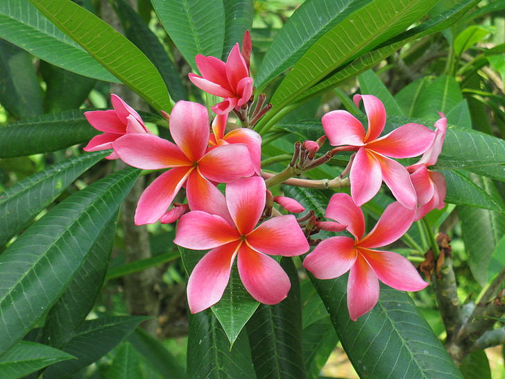 fleur de frangipanier, fleur, Tropical, Plumeria, floral, nature, naturel