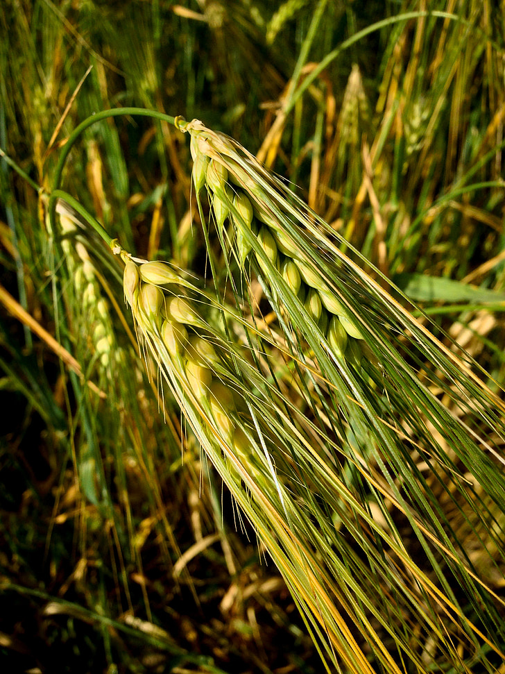 crops, wheat, barley, field, green, properties, agriculture