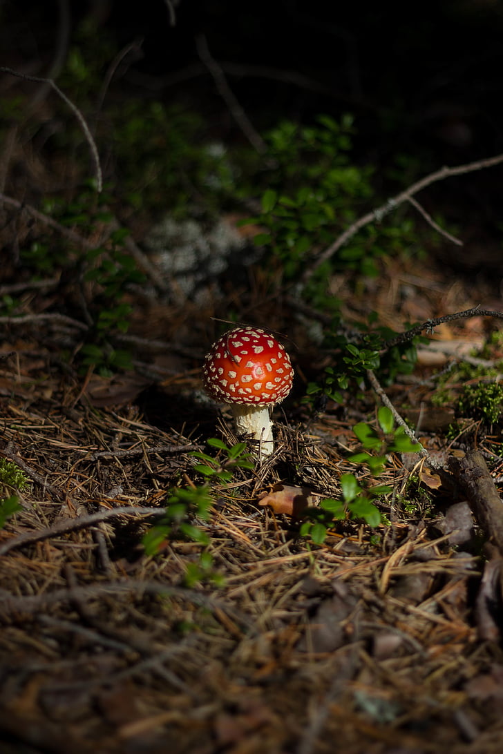 mushroom, fungus, food, outdoor, grass, blur, fly agaric mushroom