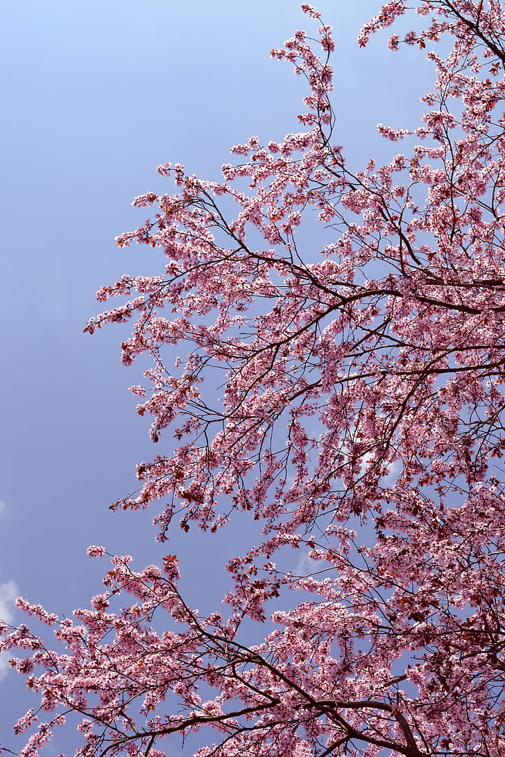 árbol, flor, rosa, naturaleza, primavera, cerezo, floración