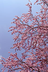 δέντρο, άνθος, ροζ, φύση, άνοιξη, κεράσι, άνθιση