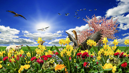 rumput musim semi, musim semi, tanda musim semi, Narcissus, osterglocken, Paskah, Blossom
