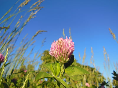 Trifolium pratense, flor de trèvol, trèvol vermell, close-up, flors, herba, sol