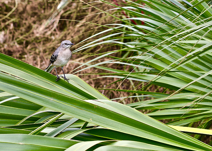 ptak, Savannah, Stany Zjednoczone