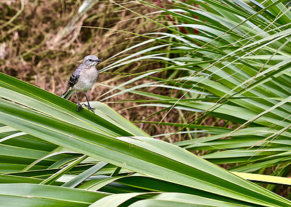 vták, Savannah, Spojené štáty americké