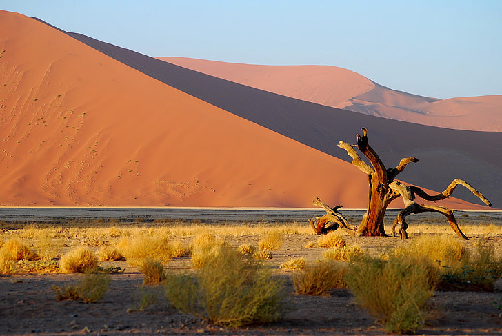 namibia, desert, tree, dune, roter sand