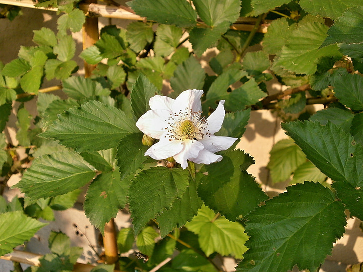 BlackBerry, hvide blomster, Rosaceae, slægten rubus